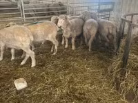 Beran, Merino sheep — foto 3