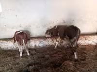 วัวตัวผู้, Simmental cattle — รูปภาพ 3