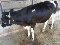 วัวตัวเมีย, Russian Black pied cattle — รูปภาพ 2