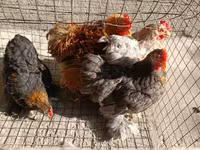 Pekin Bantam — 1. fotó