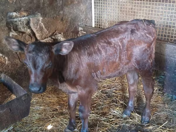 Lo’, Limousin cow