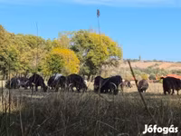 母牛, Cattle — 照片 4
