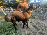 Wad, Arashan sheep — sawirka 4