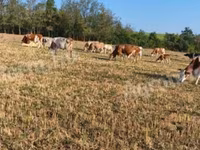 Krava, Maďarské šedé plemeno — foto 2