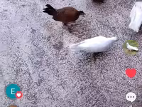 Chickens — عکس 2