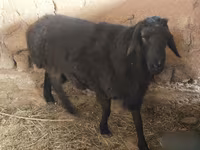 Kambing jantan, Hissar sheep — foto 3