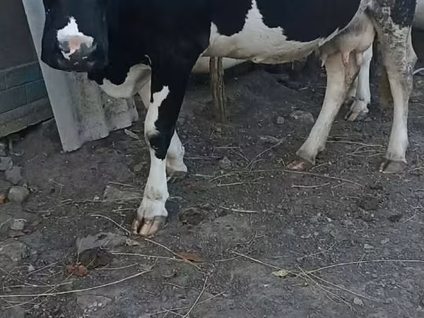 Cow, Holstein breed — Moldova