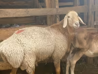 مینڈھا, Arashan sheep — تصویر 7