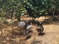 Turkeys — புகைப்படம் 1