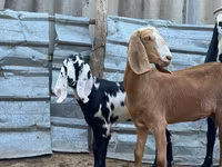 ছাগী, Nubian Goat — ছবি 2