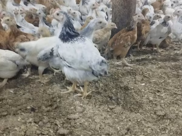 Chickens