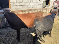 Lembu jantan, Cattle — foto 1