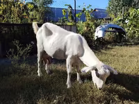 Koza, Saanen goat — zdjęcie 1