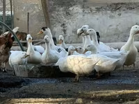 Ducks — foto 2