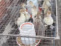 مسکوی خانگی — عکس 2