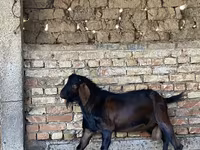 بز نر, Beetal goats — عکس 5