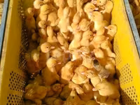 Ducks — foto 1
