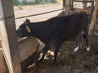 Mucca, Bovini — foto 5