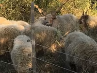 میش, Racka sheep — عکس 1