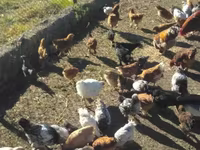 Chickens — zdjęcie 1