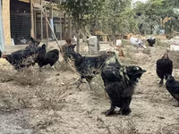 Chickens — รูปภาพ 2