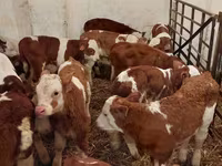 Lembu jantan, Simmental cattle — foto 2