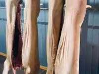 Propunem spre vânzare carne de porc proaspătă și deosebit de delicioasă. — foto 4