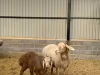 ஆண் ஆடு, Rhon sheep — புகைப்படம் 6