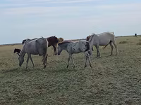 Kůň, Kazakh horse — foto 1