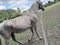 مادیان, Lipizzaner — عکس 2