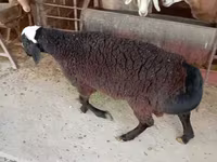 Vædder, Blackheaded Persian sheep — foto 4