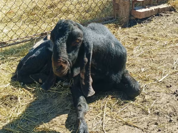 숫염소, Kamori goats