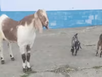 แพะตัวผู้, Kamori goats — รูปภาพ 3