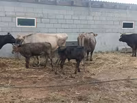 Krowa, Bydło — zdjęcie 7