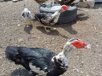 Ducks — รูปภาพ 3