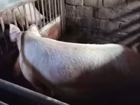 Säue, Schweine — Foto 1