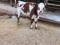 گاو ماده, Simmental cattle — عکس 2
