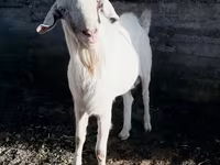 Keçi, Saanen goat — foto 3