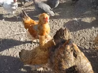 Chickens — φωτογραφία 2