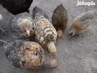 Chickens — foto 3