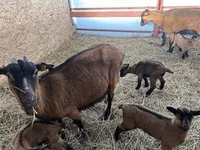 Ged, Alpine goat — foto 1