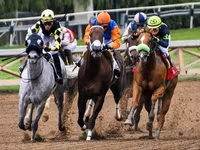 Kůň, Thoroughbred horse — foto 8