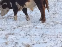 Bull, Cattle — photo 8