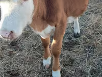 گاو ماده, گاو سفیدسر قزاقستانی — عکس 1