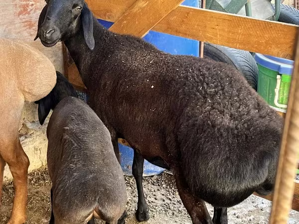 Kambing jantan, Sheep — Uzbekistan