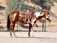 ცხენი, American paint horse — ფოტო 5
