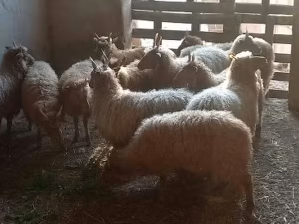Får, Racka sheep