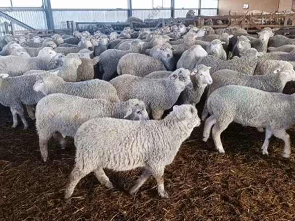 Sheep, Kuibyshev sheep
