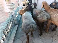 Ovan, Arashan sheep — fotografija 7