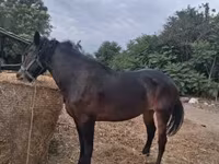 Stute, Friesian — Foto 2